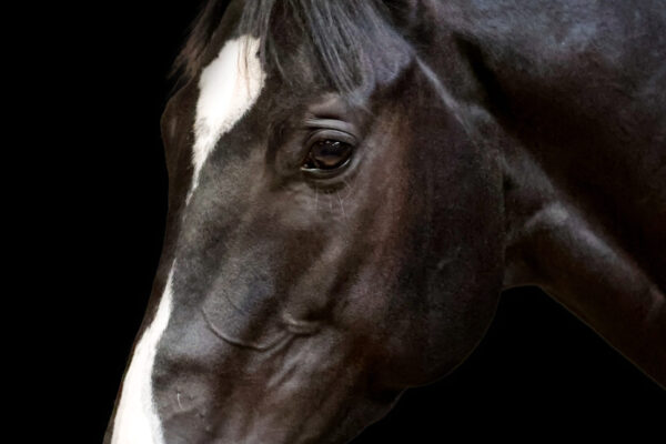LuckyLad-Blacknew@1.5x LuckyLad-Blacknew@1.5x